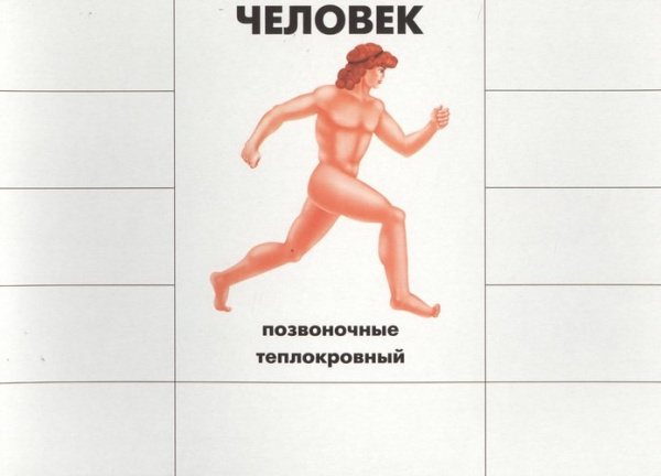 Развивающая игра Кто как устроен