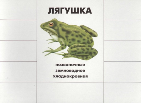Развивающая игра Кто как устроен