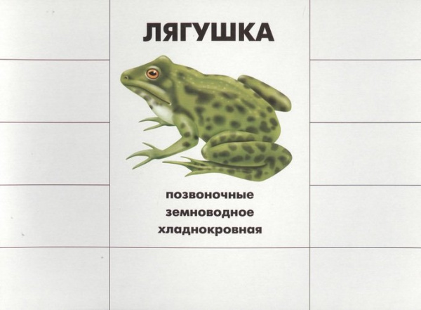 Развивающая игра Кто как устроен