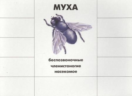 Развивающая игра Кто как устроен